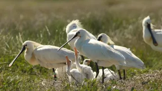 Příroda Nizozemska