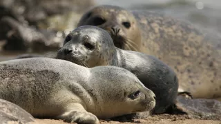 Příroda Nizozemska