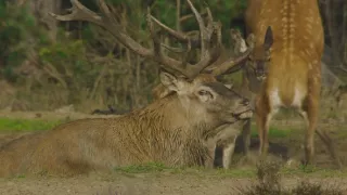 Příroda Nizozemska