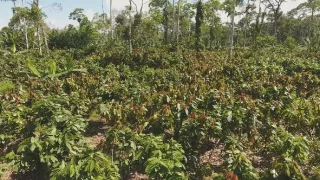 Čaj, káva, čokoláda