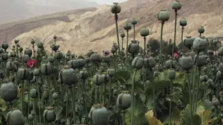 Čaj, káva, čokoláda