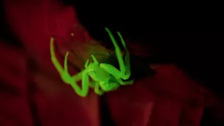 Nanosvěty: Klíč k přežití