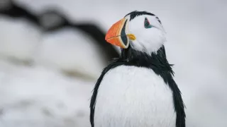 Zázračná planéta: Špióni v prírode (4/4)