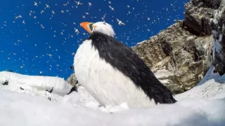 Zázračná planéta: Špióni v prírode (4/4)