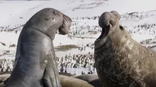 Zázračná planéta: Špióni v prírode (4/4)