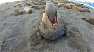 Zázračná planéta: Špióni v prírode (4/4)