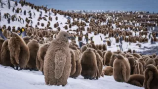 Zázračná planéta: Špióni v prírode (4/4)