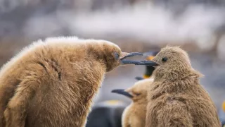 Zázračná planéta: Špióni v prírode (4/4)