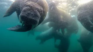 Zázračná planéta: Špióni v prírode (4/4)