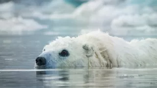 Zázračná planéta: Špióni v prírode (4/4)