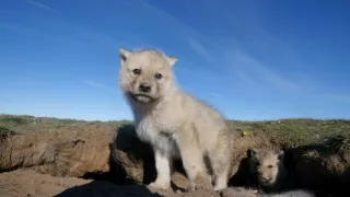 Zázračná planéta: Špióni v prírode (4/4)