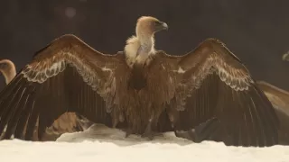 Divoké Španielsko (1/2)