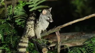 Divoké Španielsko (1/2)