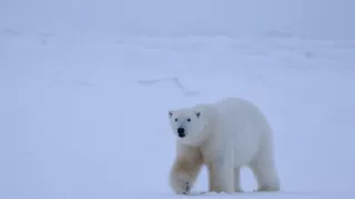 Rok na planetě Zemi (1/6)
