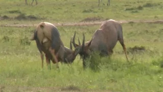 Kráľovstvo divočiny: Byvolce, Keňa