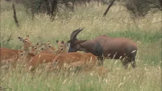Kráľovstvo divočiny: Byvolce, Keňa