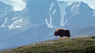 Divoká Škandinávia (3/3)