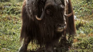 Divoká Škandinávia (3/3)