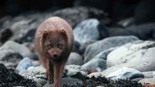 Divoká Škandinávia (3/3)