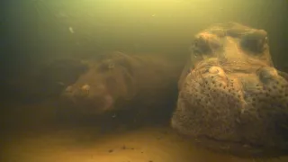Zázračná planeta: Hroši z delty Okavanga