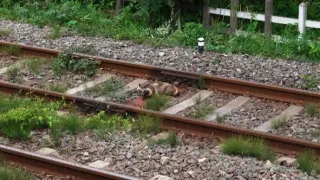 Království divočiny: Příroda v Tokiu - jaro