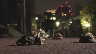 Království divočiny: Příroda v Tokiu - jaro