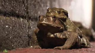 Království divočiny: Příroda v Tokiu - jaro