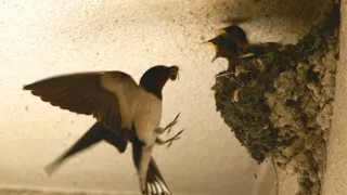 Království divočiny: Příroda v Tokiu - jaro