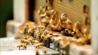 Království divočiny: Příroda v Tokiu - jaro