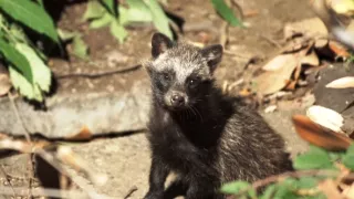 Království divočiny: Příroda v Tokiu - jaro