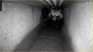 Království divočiny: Příroda v Tokiu - jaro