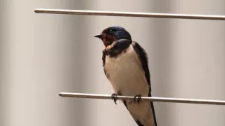 Království divočiny: Příroda v Tokiu - jaro