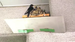 Království divočiny: Příroda v Tokiu - jaro