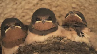 Království divočiny: Příroda v Tokiu - jaro