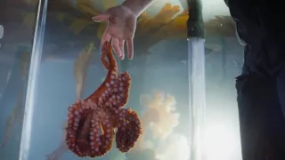 Setkání s obrovskými tichomořskými chobotnicemi