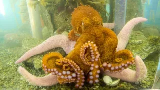 Setkání s obrovskými tichomořskými chobotnicemi