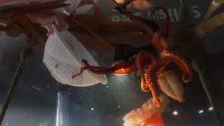 Setkání s obrovskými tichomořskými chobotnicemi