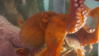 Setkání s obrovskými tichomořskými chobotnicemi