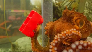 Setkání s obrovskými tichomořskými chobotnicemi