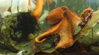 Setkání s obrovskými tichomořskými chobotnicemi