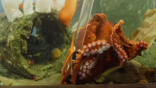 Setkání s obrovskými tichomořskými chobotnicemi