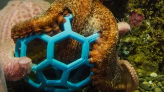 Setkání s obrovskými tichomořskými chobotnicemi