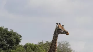 Karsten a Petra na safari