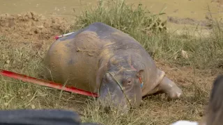 Záťah na Escobarove hrochy