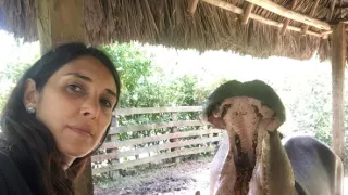 Záťah na Escobarove hrochy