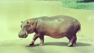 Záťah na Escobarove hrochy