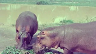 Záťah na Escobarove hrochy