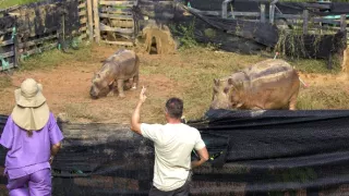 Záťah na Escobarove hrochy