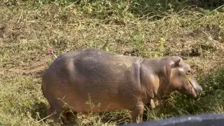 Záťah na Escobarove hrochy