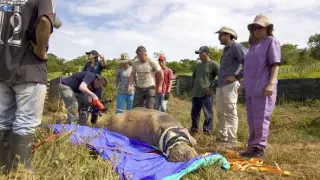 Záťah na Escobarove hrochy